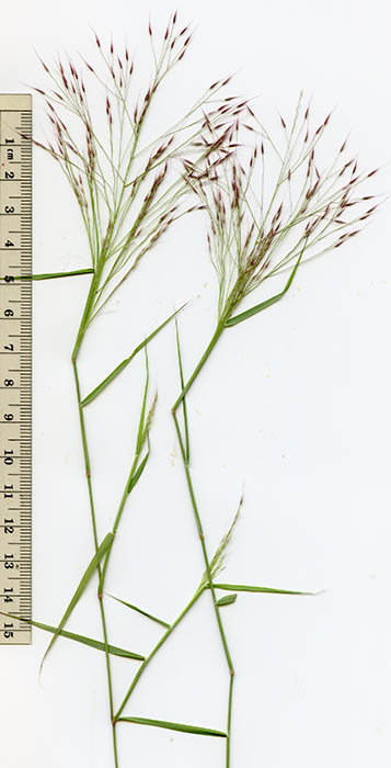  Muhlenbergia porteri